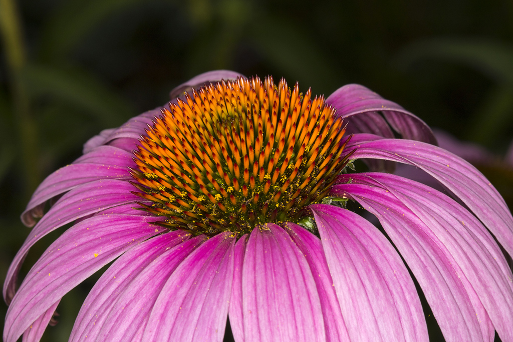 coneflower17041024.jpg