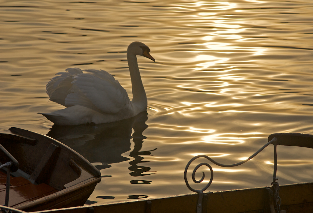 swan3_zpsfda1347c.jpg