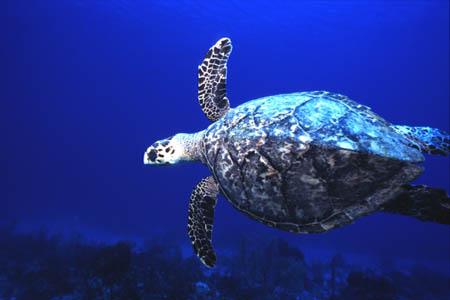 hawksbill000917-24.jpg