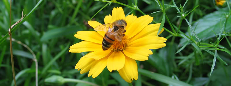 YellowFlowerBee.jpg