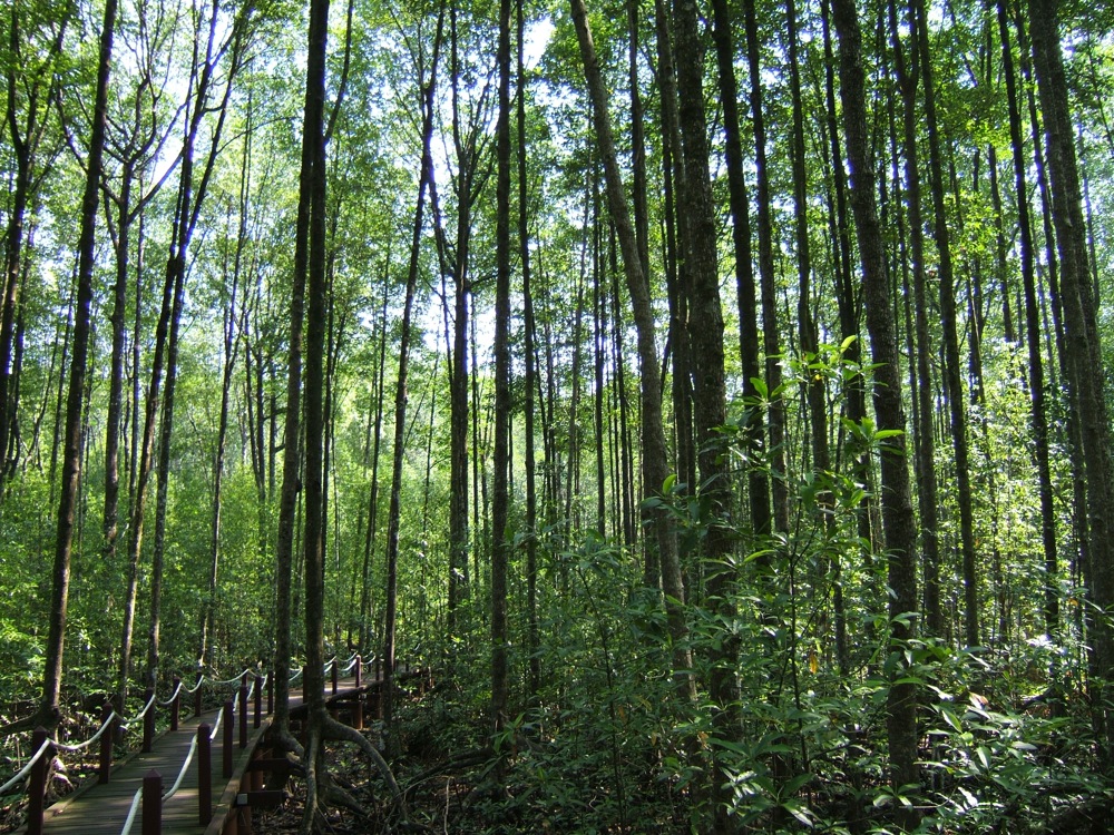 mangrove33.jpg