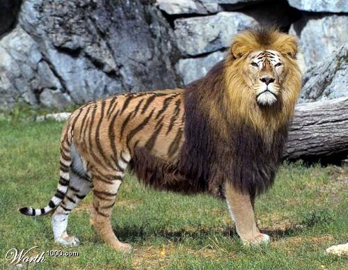 ligers-02.jpg