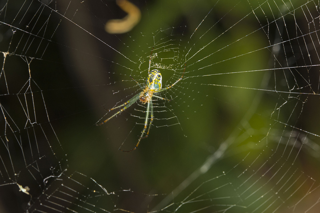 greenspider1r.jpg