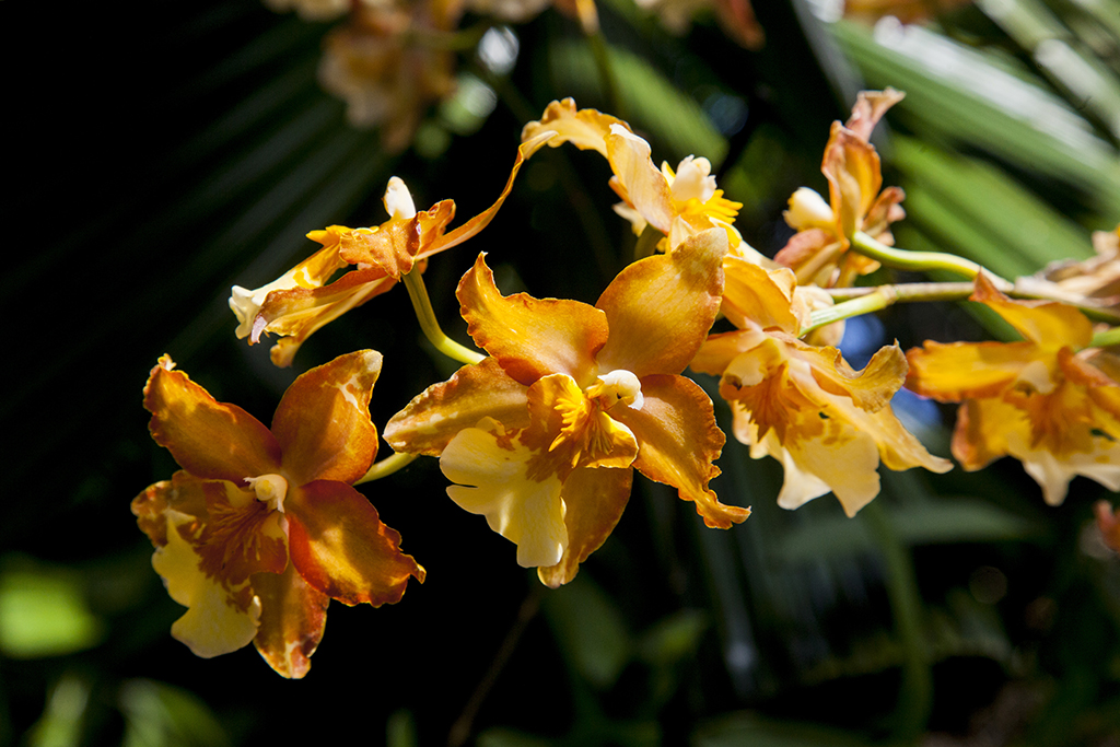 oncidium201721024.jpg