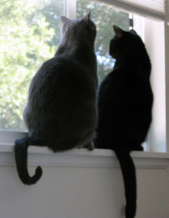 kittieswindow.jpg