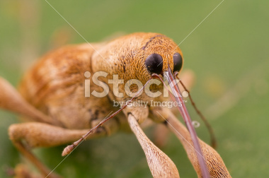 istockphoto_6614078-wevil-macro-shot.jpg