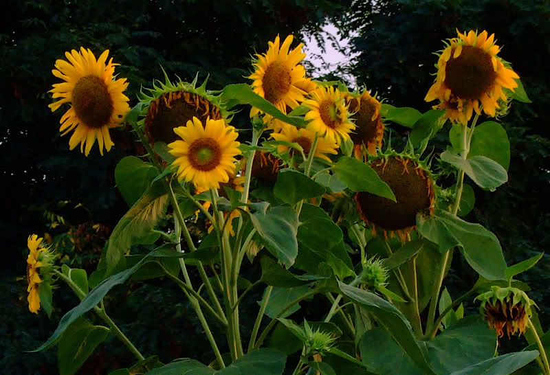 SunflowerDusk.jpg