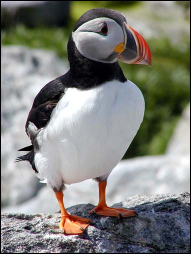 puffin.jpg