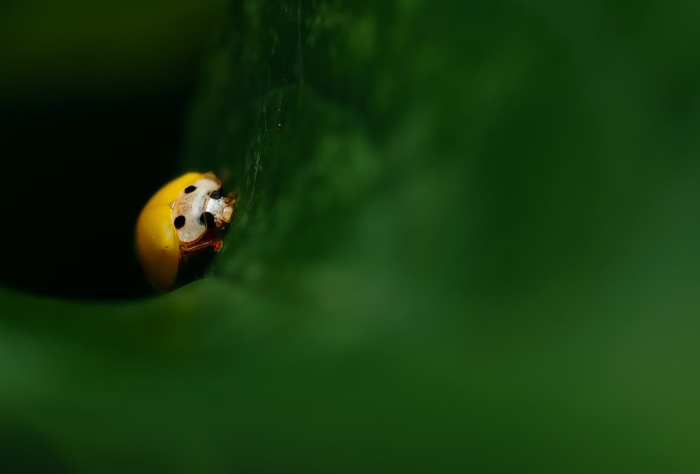 YellowLadyBug.jpg