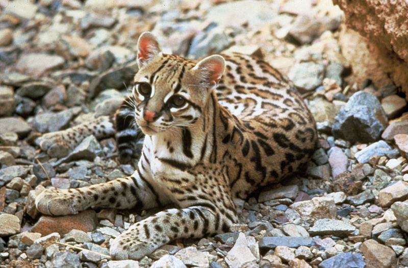 800px-Ocelot.jpg