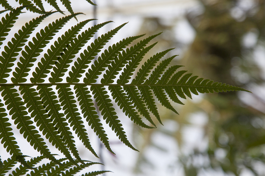 fern11280.jpg