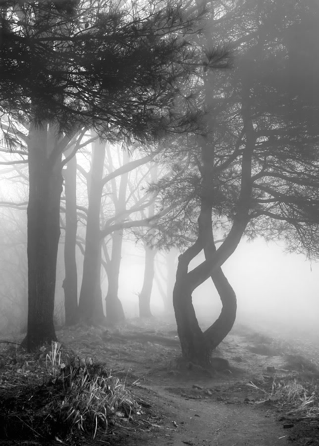 hdr_tree_fog_bw-web.jpg