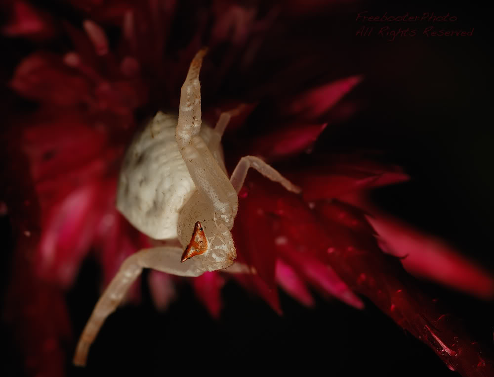 White-SpiderRed-Spider.jpg