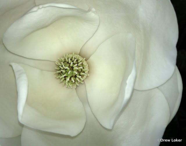 Magnolia%2520IMG_6664%2520e.jpg