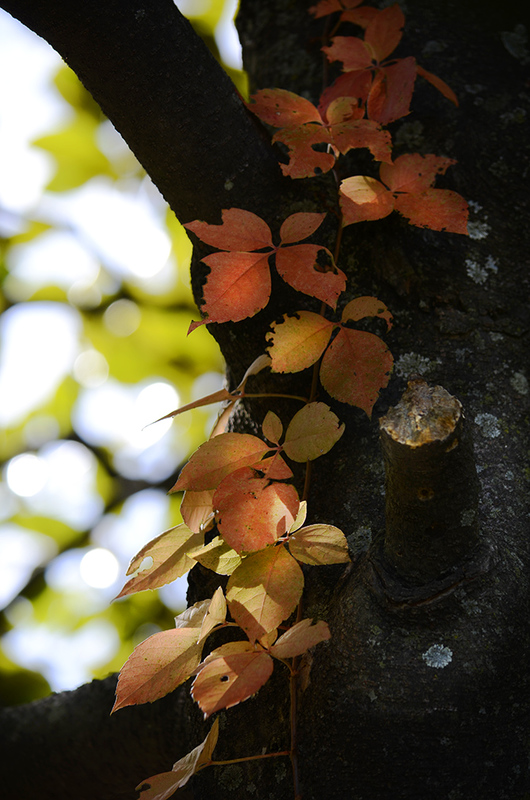 Fall_Tree1.jpg