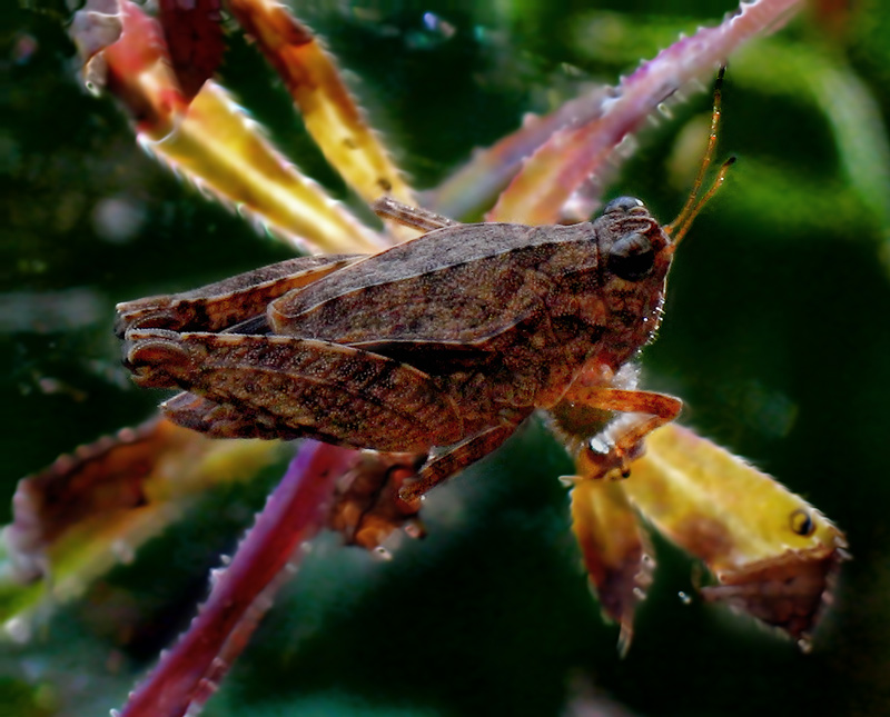 smallest-grasshopper-II.jpg