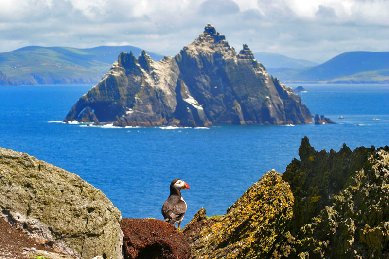 little-skellif-puffin-foreg.jpg