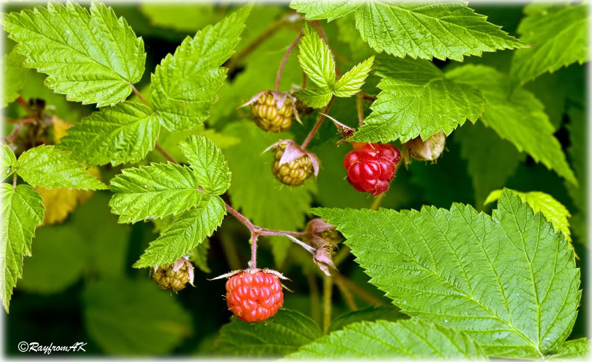 Raspberries_5779b.jpg