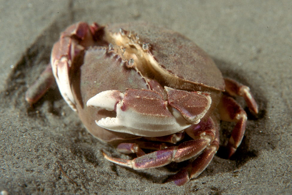 Mating_Slender_crabs_4.jpg