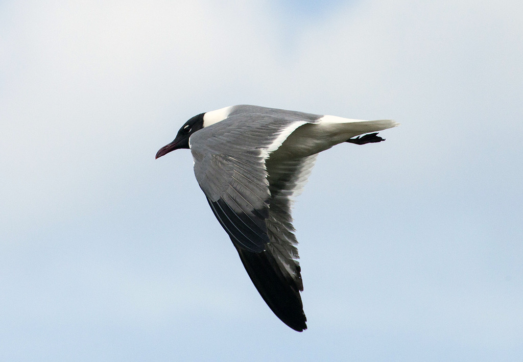 Tern1crop1280.jpg