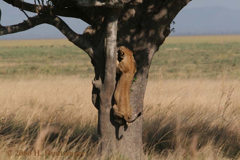 lioness_leap(1717).jpg