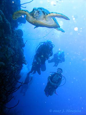 little_cayman-gww.jpg