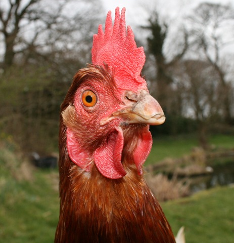 chicken.jpg