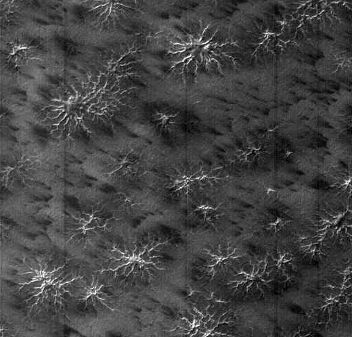 Dark_dune_spots_-_spider_Mars.jpg