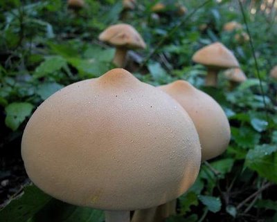 Mushroom-boobs.jpg