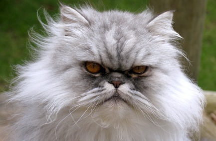 persian1.jpg