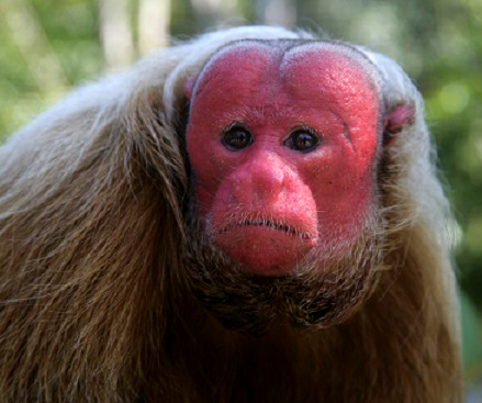 Red-Face-Monkey_zps82431af6.jpg