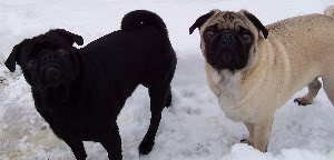 SnowyPugs12-31-04.jpg