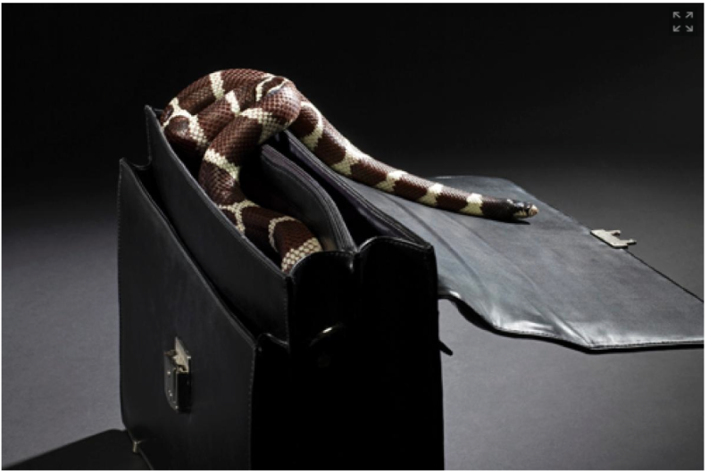 Snake%20In%20Briefcase.png