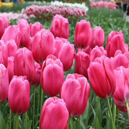 pink-tulips.jpg