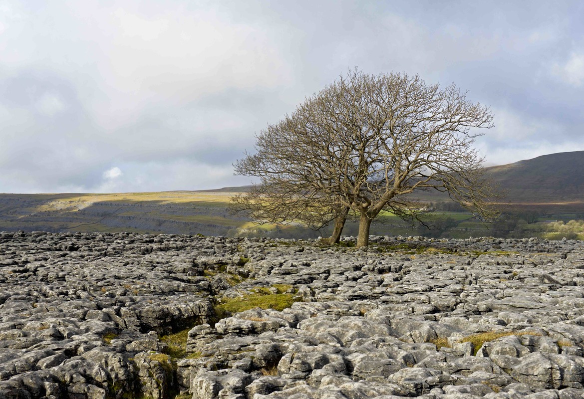 pavement_trees.jpg