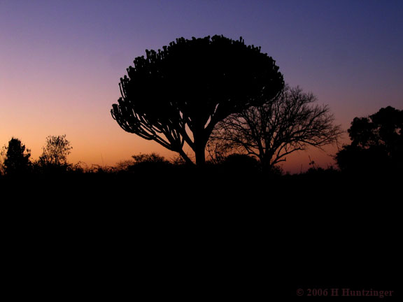 ruaha_sunset(A80_20060630_4830).jpg