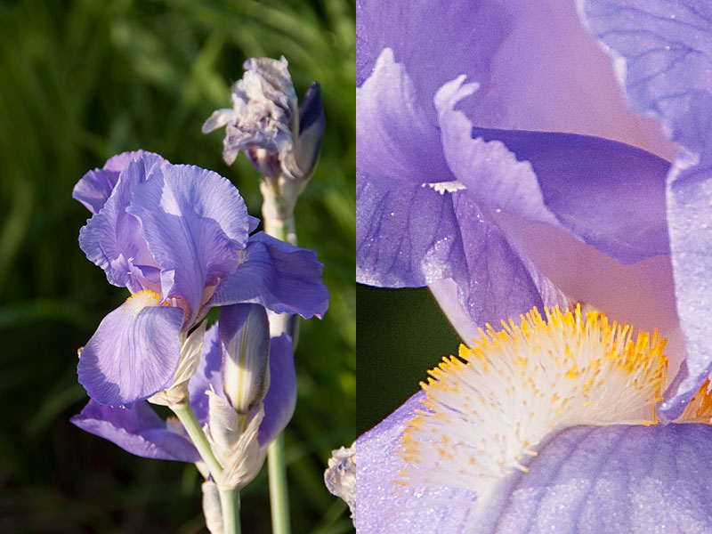 flower_detail.jpg