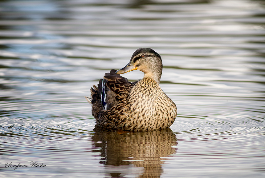 Duck_0084_zps402d2e46.jpg