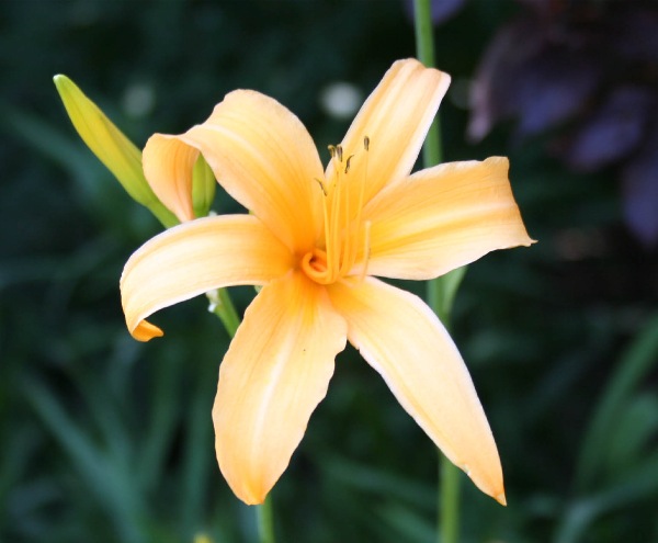 yellow_flower.jpg