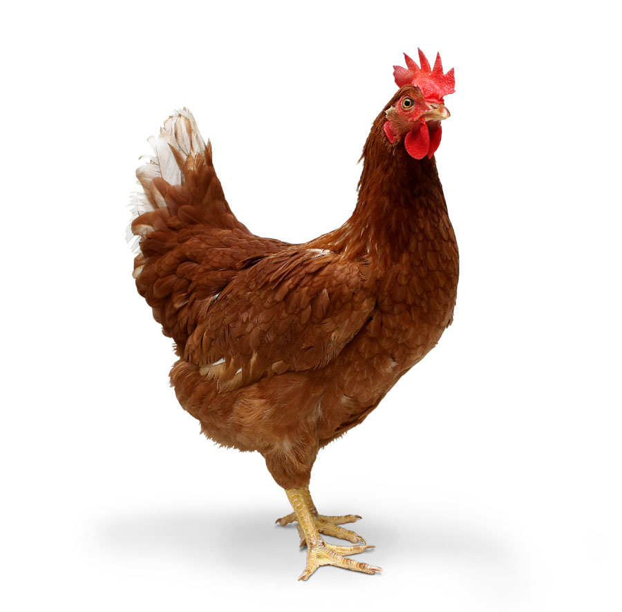 chicken-005.jpg