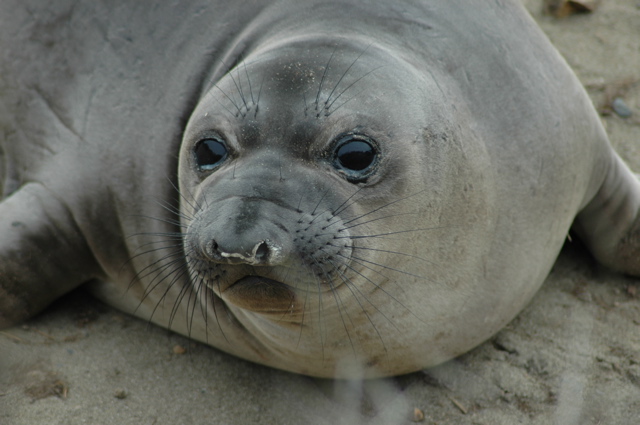 sealcloseup.jpg