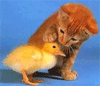 duck_cat.gif