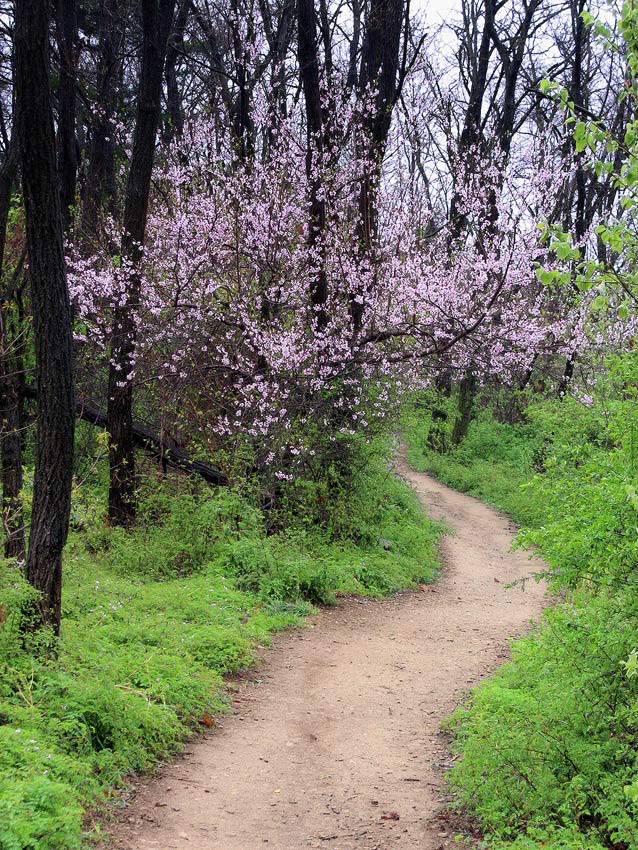 Trail-and-Blossom-Tree.jpg