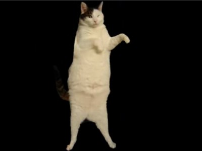 kitty-cat-dance.jpg
