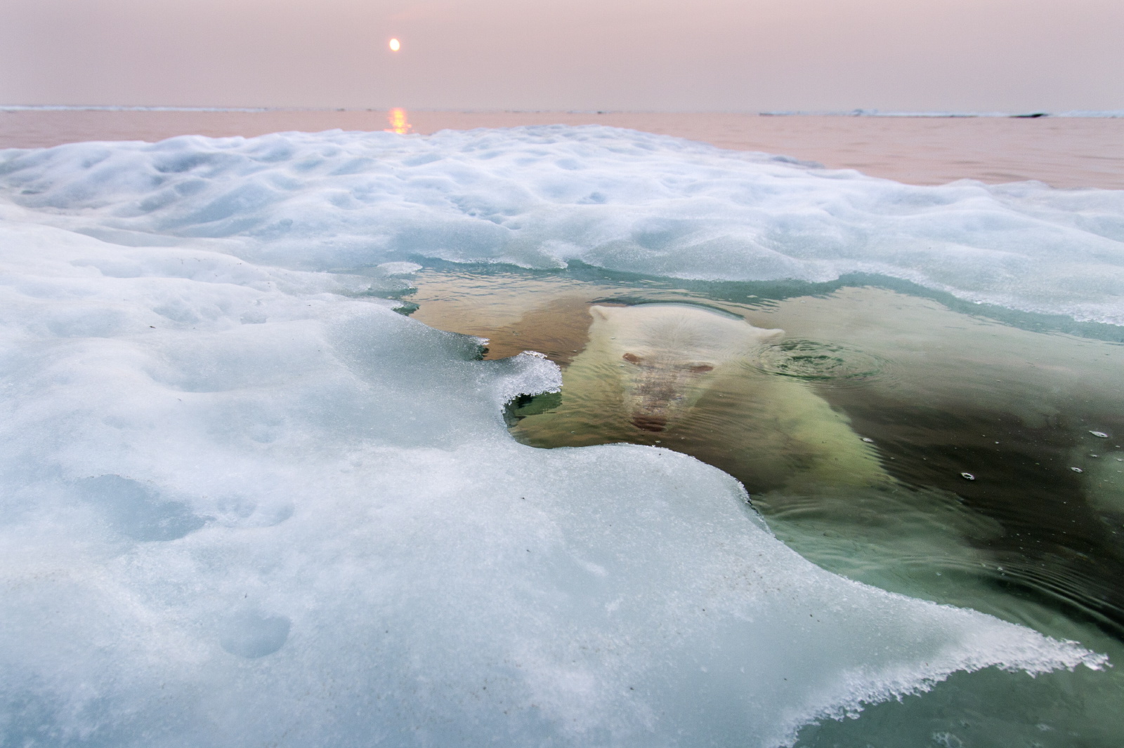 ngpc2013-grandprize-nature-winner.jpg