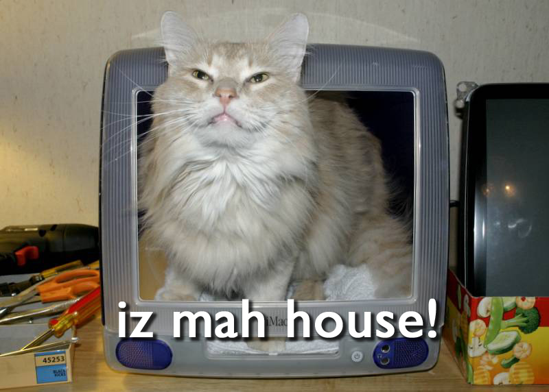 Yet_another_lolcat.jpg