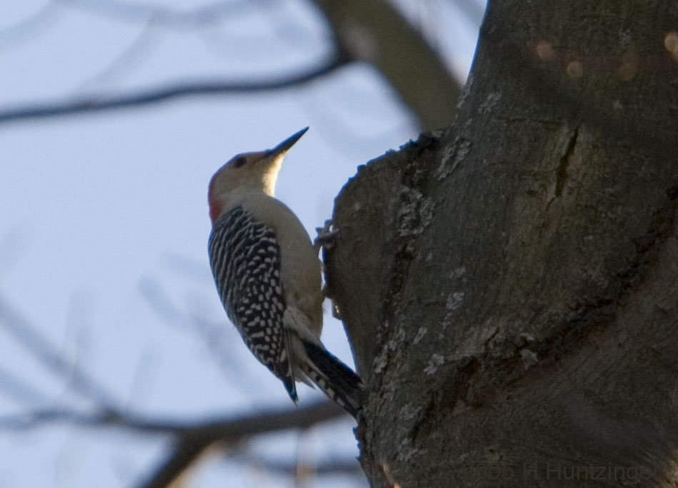 woodpecker-cr2.jpg