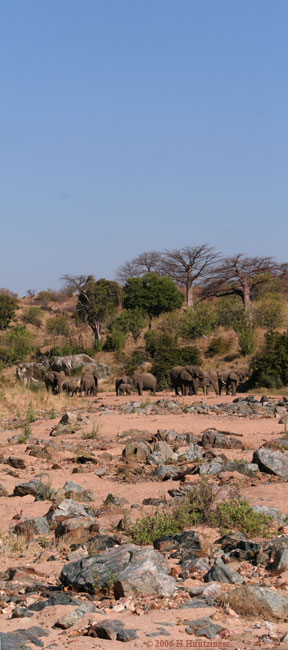 elephants(20D_20060701_4183+4).jpg