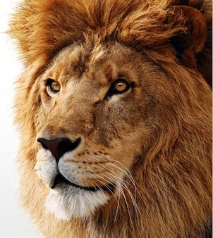 mac-os-x-lion-1298557423.jpg