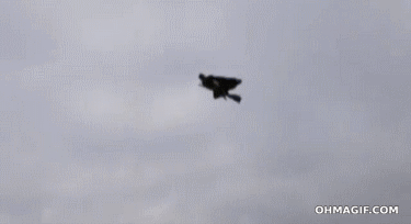 giphy.gif